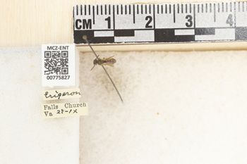 Media type: image;   Entomology 775827 Aspect: Labels